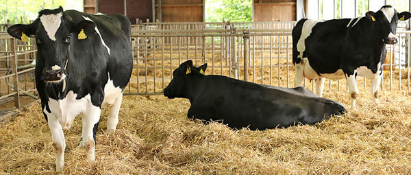 JOSERA cattle standing and lying in the stable in straw