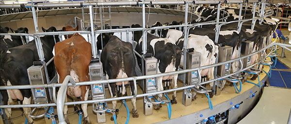 JOSERA Cattle in the milking carousel