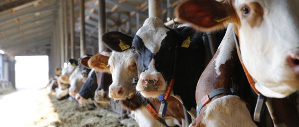 JOSERA cattle waiting in the feeding rack