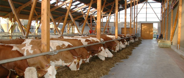 JOSERA cattle standing in the stable