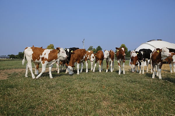 JOSERA Jyoung cattle in the pasture