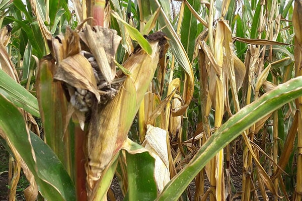 Silage maize with drought-damage – what to do now?