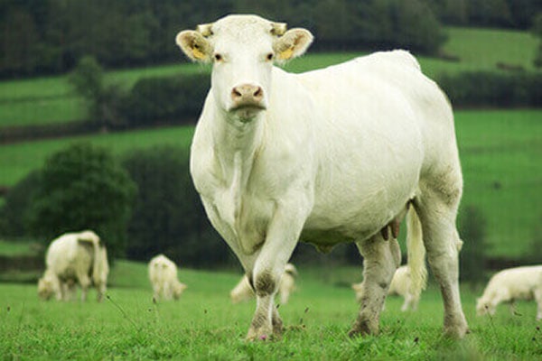 Charolais Kuh 1 1 JOSERA Charolais cow