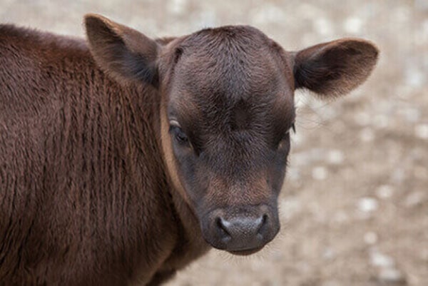 Dahomey Zwergrind Kuh 1 1 JOSERA Dahomey, dwarf cattle