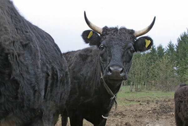 Dexter Rind Kuh 1 1 JOSERA Dexter