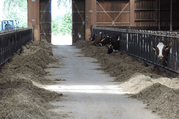 JOSERA Cattle in feeding stand standing and eating