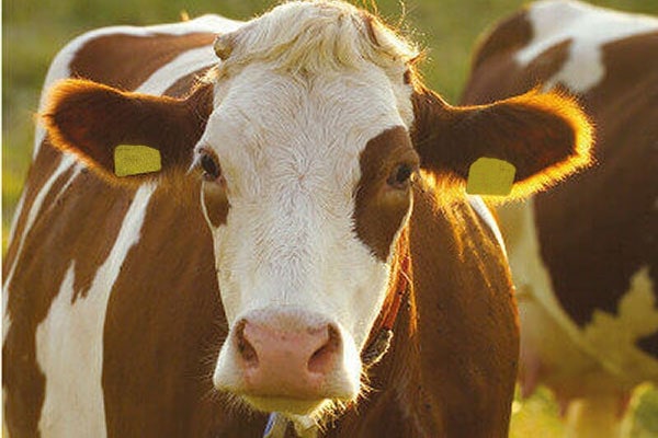 Fleckvieh-Kuh-1-1 JOSERA Simmental cow