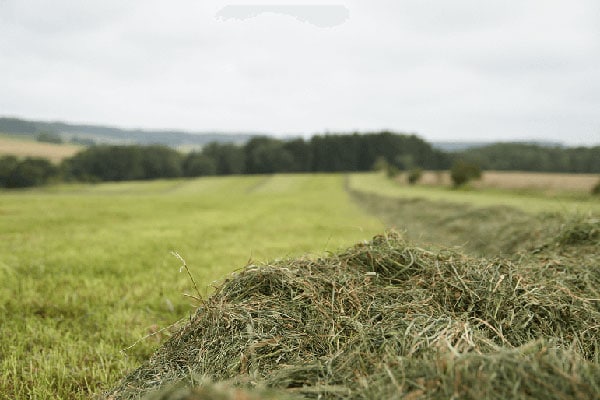 JOSILAC grass harvesting, swath