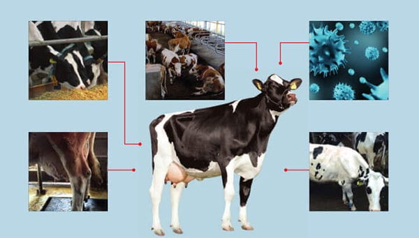 Grundrauschen DairyPilot Rind 1 JOSERA graphic shows the effects of the background noise