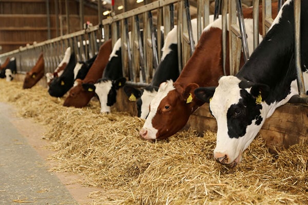 JOSERA Cattle standing and eating in the stable