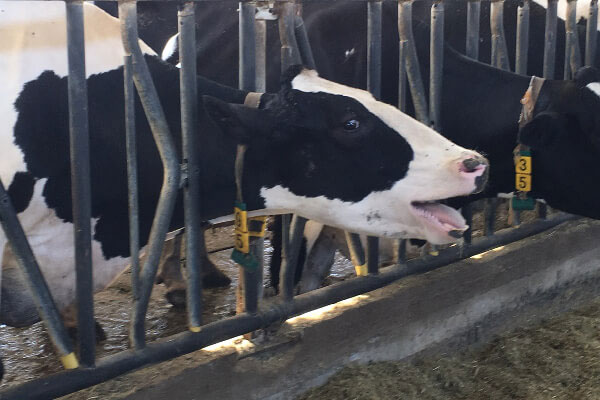 Heat stress in cattle