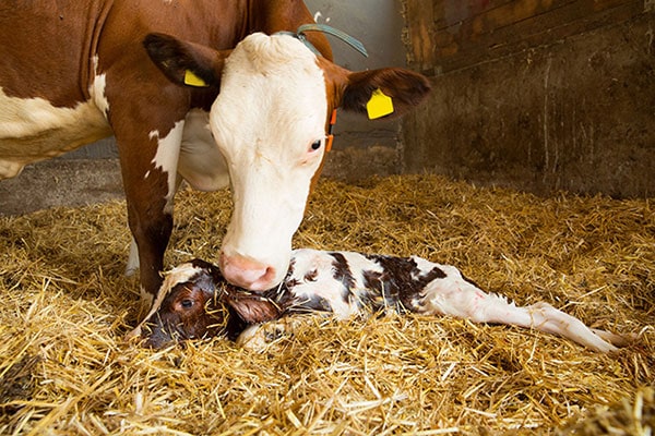 Beta-carotene-A key for fertile cows and healthy calves!
