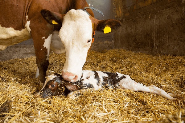 Kuh Mit Frischgeborenem Kalb 14A4625 2 JOSERA cow with a new born calf