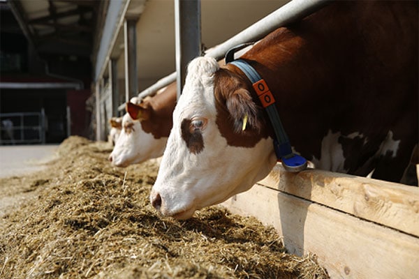 JOSERA cattle eating in the feeder