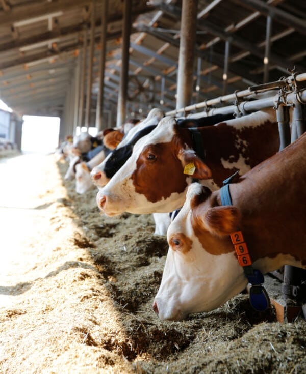 Kuh NektarDesign 14A4102 1 JOSERA Cattle standing in the feeding stand