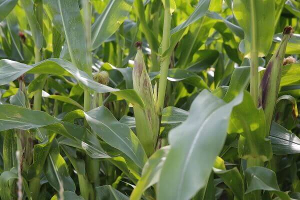 Mais Reifegrad 5 JOSILAC corn plant