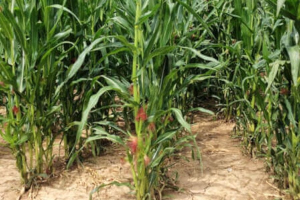 Maispflanze 10 JOSILAC maize crop