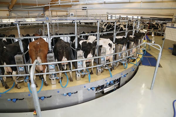 JOSERA cow in the milking parlor