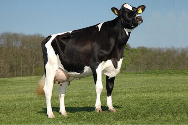 Schwarzbunt Kuh 1 1 JOSERA German Holstein cow