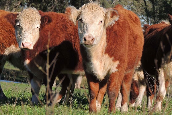 Cattle 2480179 1920 JOSERA Hereford cow