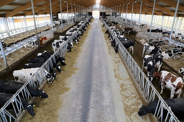 JOSERA Cattle in the barn, view of the whole barn from above