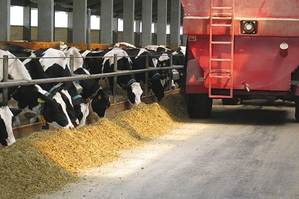 JOSERA cattle eating in the stable durning feeding