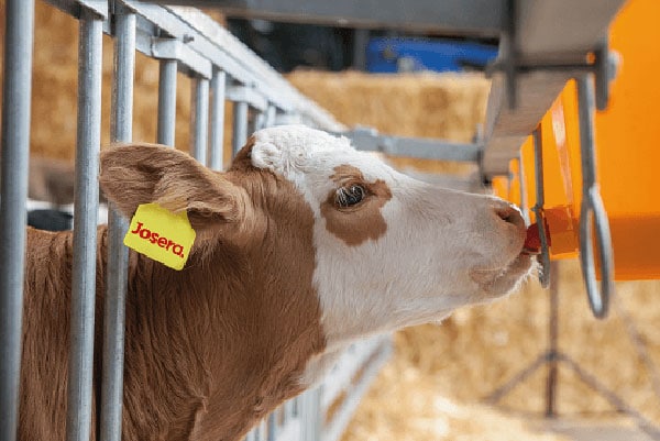 Kaelbchen Braun Weiss Trinkt JOSERA cow drinking out of a bucket in the stable
