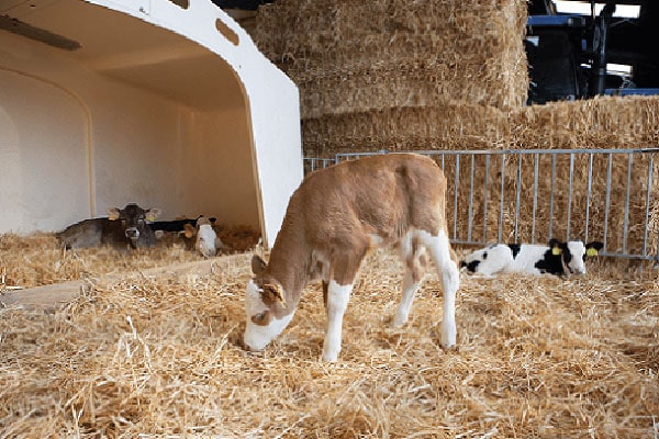 Kaelbchen Braun Weiss 7237 JOSERA cattle standing in the stable on straw