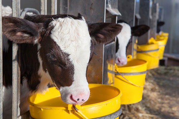 JOSERA calves standing in the stable