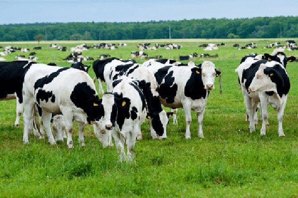 JOSERA cows in the pasture