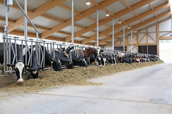 Optimale Grassilage 01 2 JOSERA cattle eating in the stable