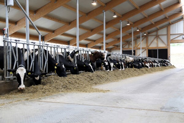 JOSERA cattle standing and eating in the feeding stand