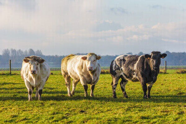 Weissblauer Belgier Kuh 1 JOSERA white-blue Belgians