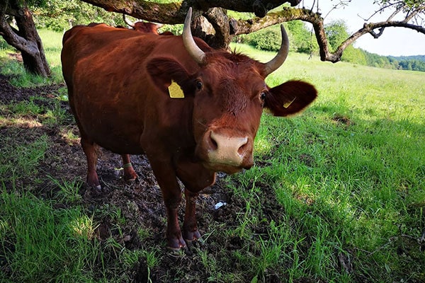 RotesHoehenvieh JOSERA red cattle on pasture