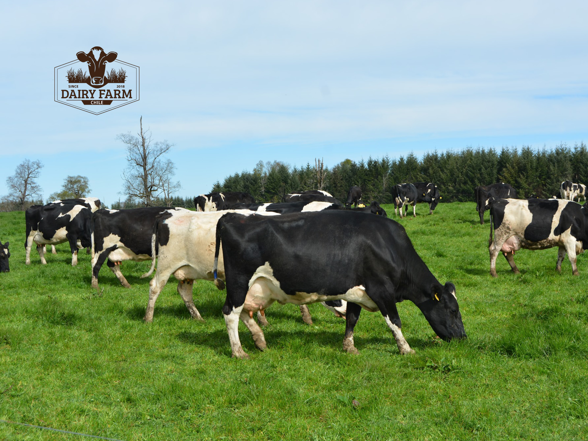 JOSERA DairySafe - lowering the incidence of metritis after calving