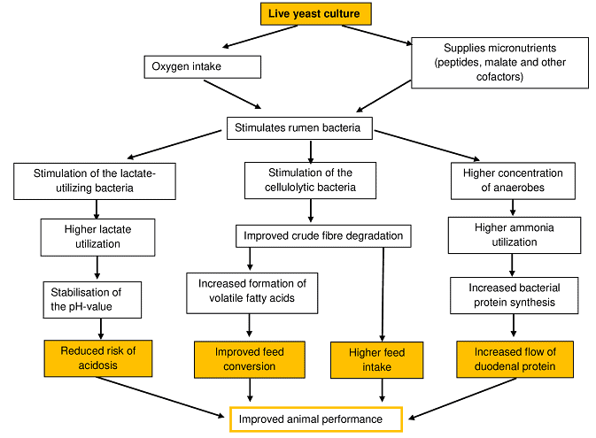 Grafik Lebendhefen EN Verkleinert JOSERA the graphic shows live yeast