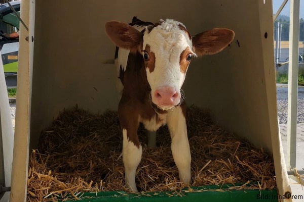 IrinaPrem6 Josera Calf