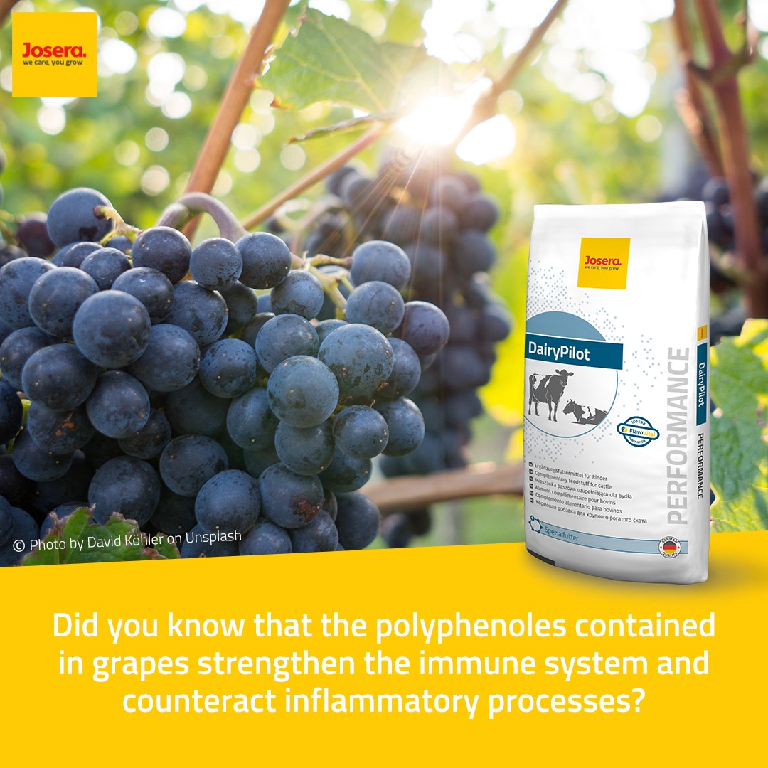 KW40 Sa Fakt EN JOSERA mode of action of polyphenols in DairyPilot
