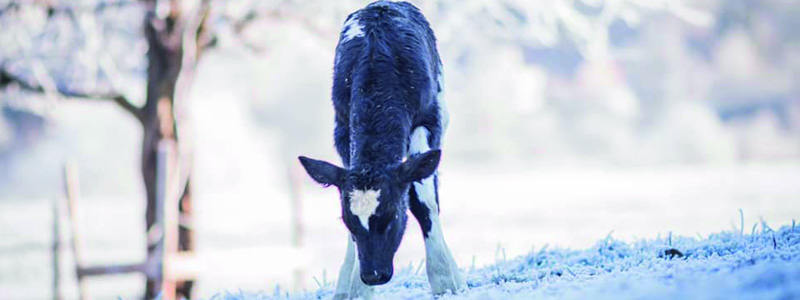 Calf in a winter landscape
