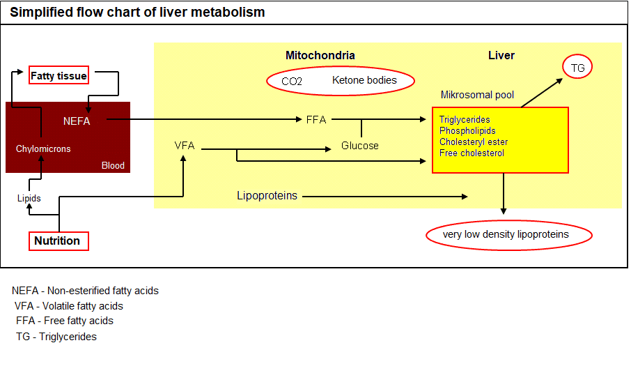 JOSERA simplified flow chart of liver metabolism