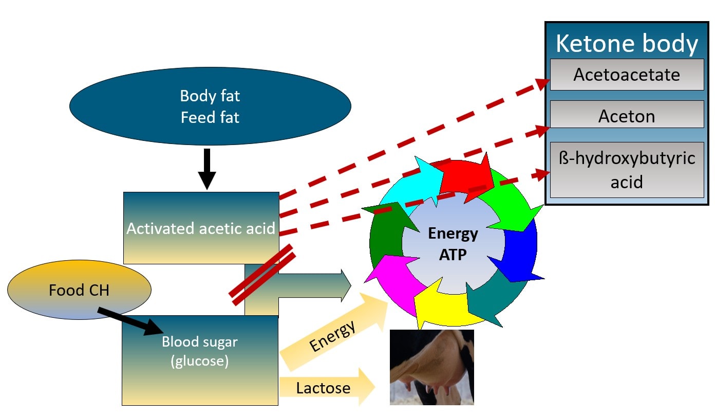 Futterfett Energiekreislauf 1 2 JOSERA graphic shows a feed fat energy circulation
