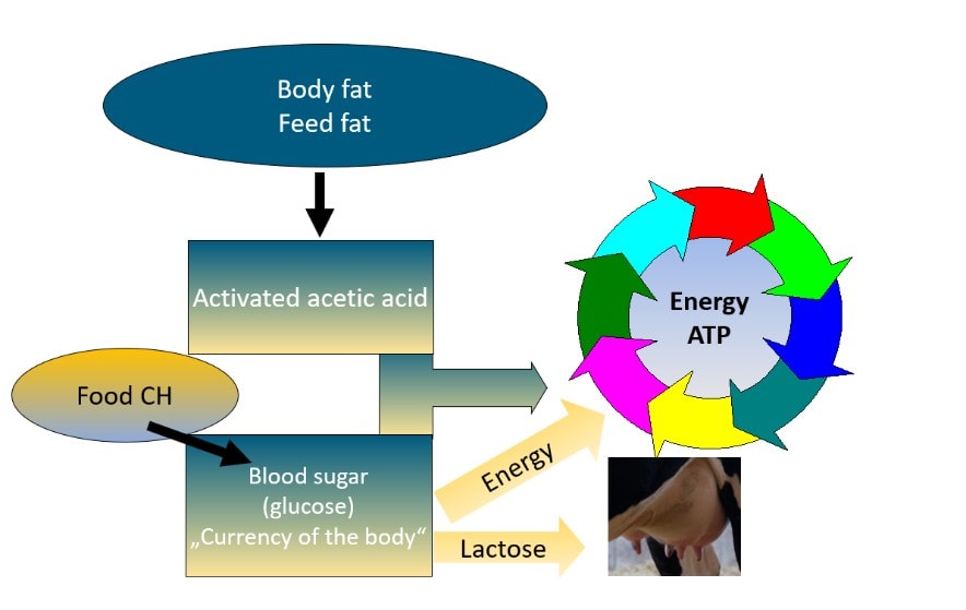 Futterfett Energiekreislauf 2 2 JOSERA graphic shows a feed fat energy circulation